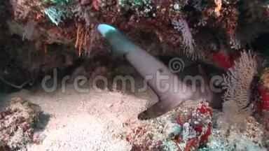 珊瑚礁<strong>白鲨</strong>背景彩色珊瑚水下马尔代夫海洋。