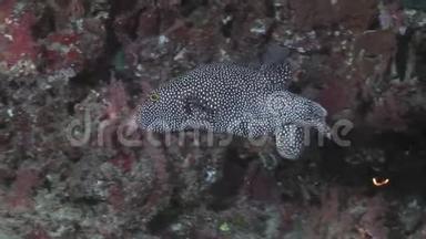 在马尔代夫海域海底的彩色珊瑚背景上发现的<strong>河豚</strong>。