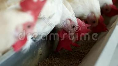 家禽养殖场，用于饲养鸡和蛋，鸡啄<strong>饲料</strong>，特写，混合<strong>饲料</strong>