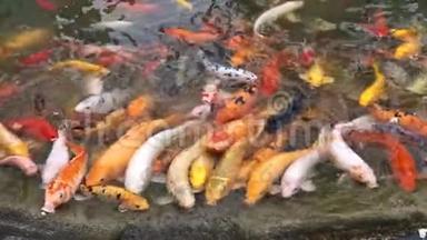 锦鲤成群结队地争抢食物，数以百计的花鲤鱼在游泳池里，喂食五颜六色的花鲤鱼