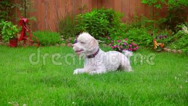 小狗躺着。 白色拉布拉多躺在绿草上。 草地上可爱的动物