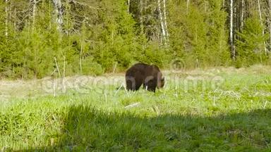 棕熊吃新鲜的青草