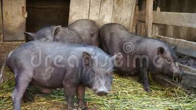 关在农场笼子里的越南黑猪