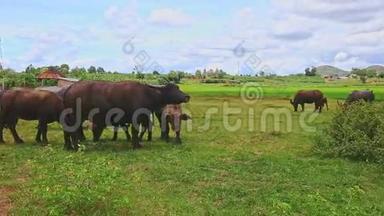 公牛栉风沐雨在青草地上与村庄决裂