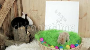 可爱的兔子在木桩上玩得很开心，小兔子在篮子里爬行，复活节的象征