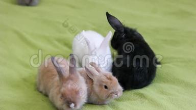 小小的长毛野兔，小毛茸茸的小兔子，可爱的五颜六色的小动物