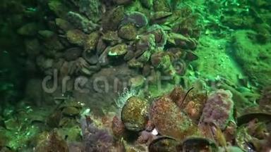 粉红海海海绵在黑海暗礁上，