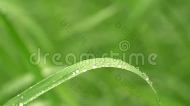 新鲜的青草有<strong>露珠</strong>的片段，绿色草地上有<strong>露珠</strong>的片段，绿色草地上有雨点的片段，绿色草地上有<strong>露珠</strong>的片段
