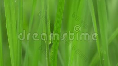 新鲜的青草有露珠的片段，绿色草地上有露珠的片段，绿色草地上有雨点的片段，绿色草地上有露珠的片段