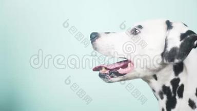 达尔马提亚<strong>狗</strong>肖像简介。 孤立在蓝色背景上。 4k，慢镜头，特写