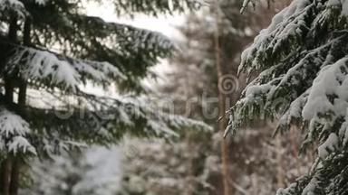 雪花缓慢地落在云杉和松树上，树枝上覆盖着雪。 冷杉林冬季