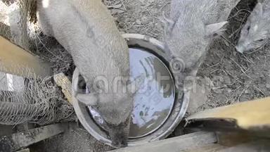 猪的家庭饮用水从碗在农村农场<strong>院子</strong>，年轻的越南猪饲料在传统农场<strong>院子</strong>