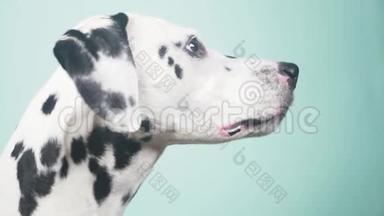 达尔马提亚狗肖像简介。 孤立在蓝色背景上。 4k，慢镜头，特写