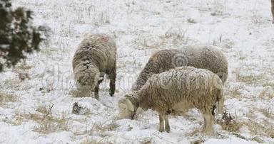 4K超高清晰度绵羊在雪田冬季
