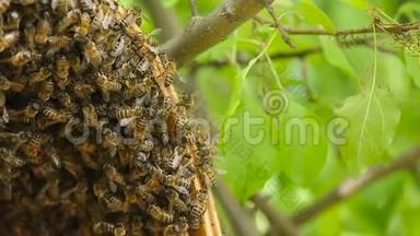 蜜蜂<strong>家族</strong>聚集在蜜蜂的陷阱里。 小苹果<strong>树</strong>上的蜜蜂陷阱。