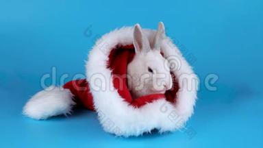 毛茸茸的<strong>白兔</strong>坐在圣诞老人的帽子里嗅着