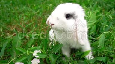 草地上的兔子，<strong>小白</strong>兔，<strong>小白</strong>兔，慢动作