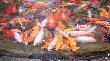 锦鲤成群结队地争抢食物，数以百计的花鲤鱼在游泳池里，喂食五颜六色的花鲤鱼