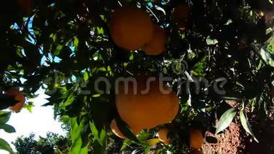 桔子挂在果园的树枝上。水果种植园中成熟多汁的橙子和橘子的特写镜头。橘子