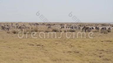 斑马在丛林中吃草，非洲大草原。<strong>野生动物</strong>园，埃托沙国家公园，<strong>野生动物保护区</strong>，纳米比亚，非洲。