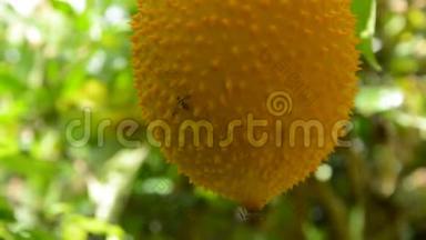 大黄蜂爬在后院花园里挂着的菠萝蜜刺苦瓜上