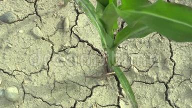 非常干旱的干田，<strong>玉米玉米玉米玉米</strong>，土壤干燥，气候变化，环境灾害，植物死亡。