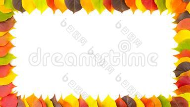 秋天。 色彩斑斓的秋叶在白色上隔离的边框.. 4K动画