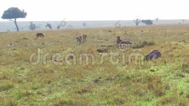 非洲热带草原的猎豹和鬣狗