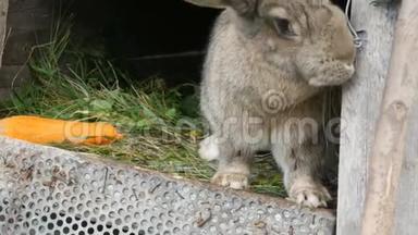 有趣的灰色大兔子在大胡萝卜附近的一个开放的笼子里<strong>环顾四周</strong>。 复活节概念