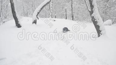 黑狗穿过雪堆
