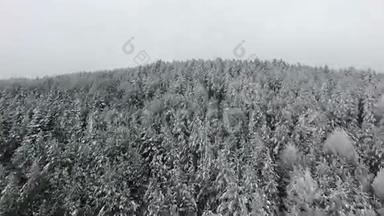 冬天下雪。 树木森林树林。 美丽的自然。 飞过去。 空中观景。