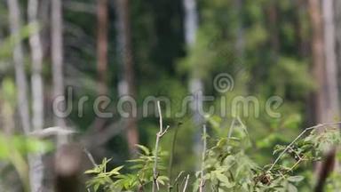 小鸟红背伯劳鸟（Lanius collurio）坐在干树枝上发微博