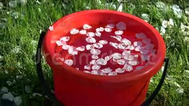 春天的红色塑料桶，苹果树花瓣和水
