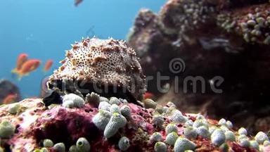 马尔代夫海底神奇海底背景下的海参。