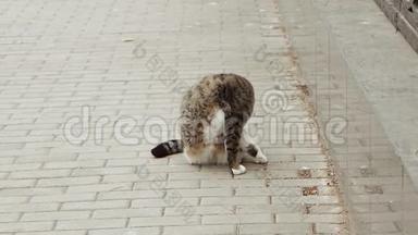 野猫在街上梳毛