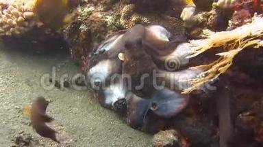 八爪鱼在巴厘岛水下
