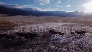 野马群在草地上飞过雪原自然野生动物美种马