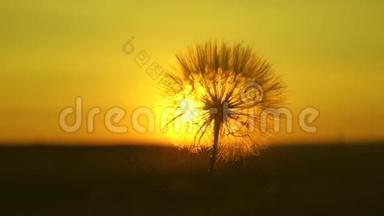 蒲公英在田野的背景下美丽的日落。 日出时盛开的蒲公英花。 蓬松的蒲公英
