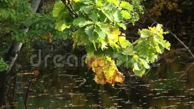 水的<strong>风</strong>，忧郁的，平静的，炎热的，<strong>清新</strong>的，<strong>清新</strong>的，空气的，树枝的，大自然的，海岸的，秋天的，亚洲的，秋天的，秋天的，彩色的树枝，耶