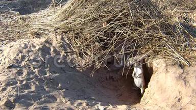 地角松鼠在洞穴入口处的雪勒斯