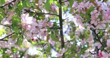 春天的树开着粉红色和红色花瓣的花。 春天在树上开花. 苹果树花开..