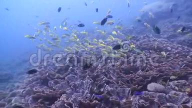 菲律宾海底世界野生动物学校。