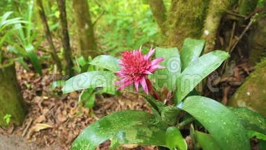 哥斯达黎加森林中的花
