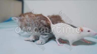 小灰小猫猫和白鼠互相嗅嗅.. 有趣的罕见视频老鼠生活方式和小<strong>可爱</strong>小猫
