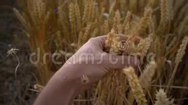 在阳光明媚的秋日，人们用手摸着金黄色成熟小麦的小穗。 有机黑麦摇摆