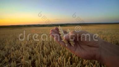 在阳光明媚的秋日，人们用手摸着金黄色成熟小麦的小穗。 有机黑麦摇摆