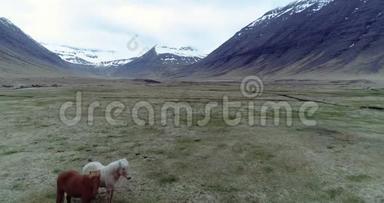 在山谷里飞过冰岛马