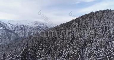 在寒冷的冬季，高寒山谷松林树林被积雪覆盖。 欧洲阿尔卑斯山户外