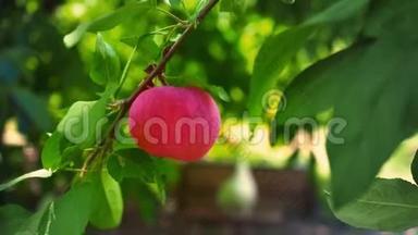 成熟多汁的红苹果挂在树枝上的绿叶间，果园