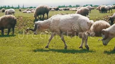 羊群成群放牧，在<strong>草地</strong>上吃草. 动物在田野上<strong>行走</strong>。 慢动作
